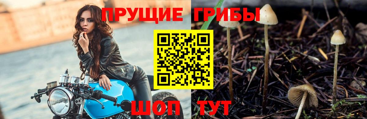 Псилоцибиновые грибы GOLDEN TEACHER Кузнецк